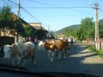 Koeien op rijweg